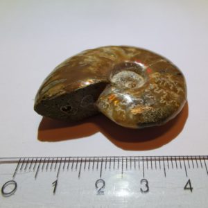 ammonite 4.5 x 3.5cm_1